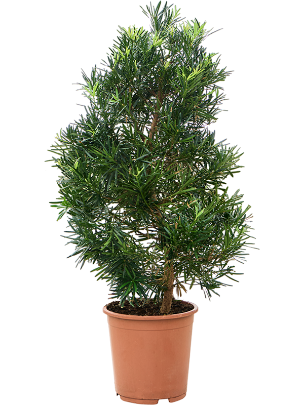 Подокарпус крупнолистный (ногоплодник) 27/115 (Nieuwkoop Europe) 39968 - фото 100608