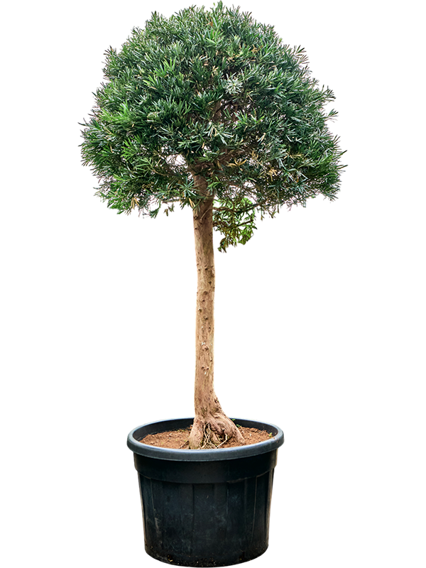 Подокарпус крупнолистный (ногоплодник) 70/230 (Nieuwkoop Europe) 39969 - фото 100609