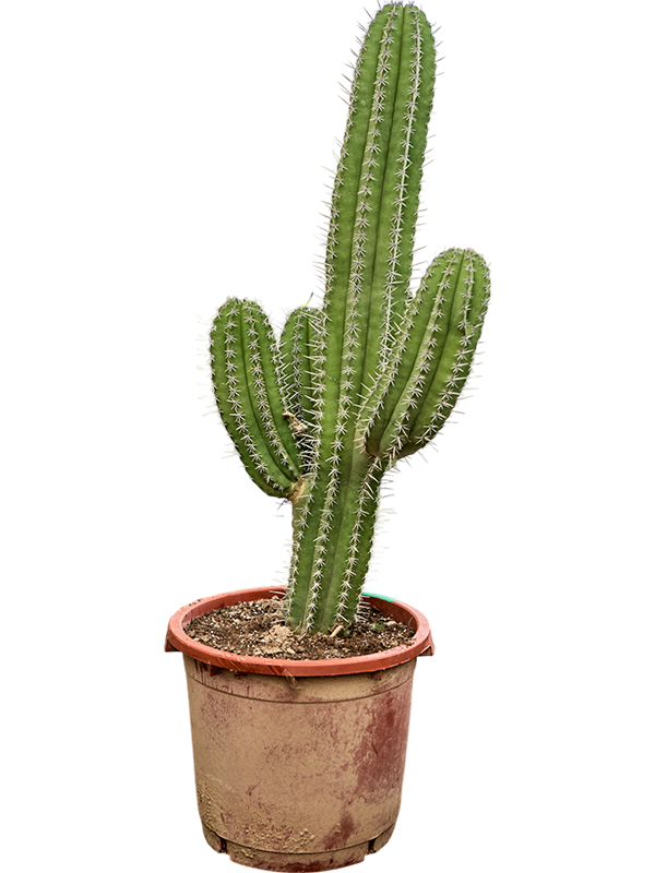 Полаския чичипе 43/120 (Nieuwkoop Europe) 39971 - фото 100611