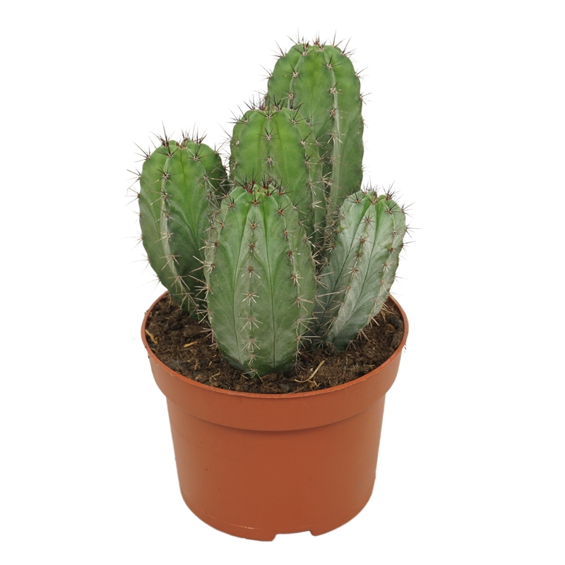 Полаския чичипе 13/25 (Nieuwkoop Europe) 39973 - фото 100613