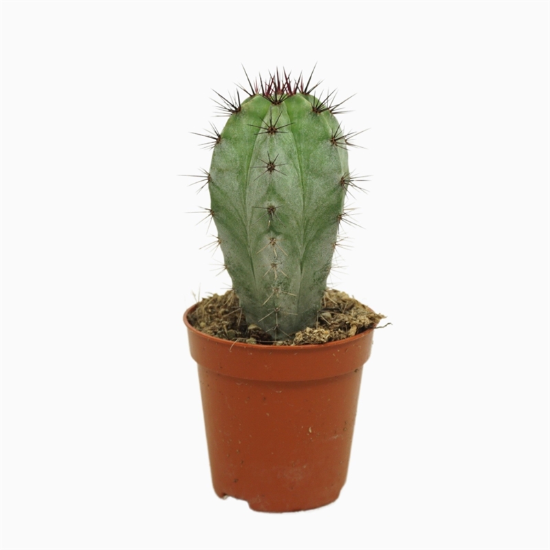 Полаския чичипе 5/8 (Nieuwkoop Europe) 39976 - фото 100616