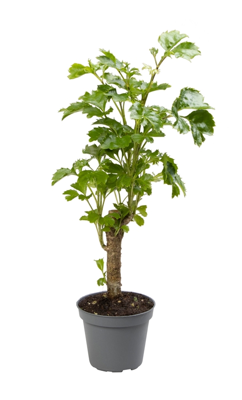 Полисциас Бальфура 6/27 (Nieuwkoop Europe) 39979 - фото 100619