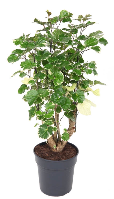 Полисциас Бальфура 21/70 (Nieuwkoop Europe) 39981 - фото 100621