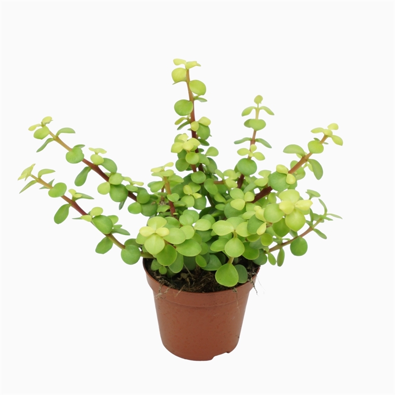 Портулакария африканская (портулакария афра) 8/10 (Nieuwkoop Europe) 39989 - фото 100629