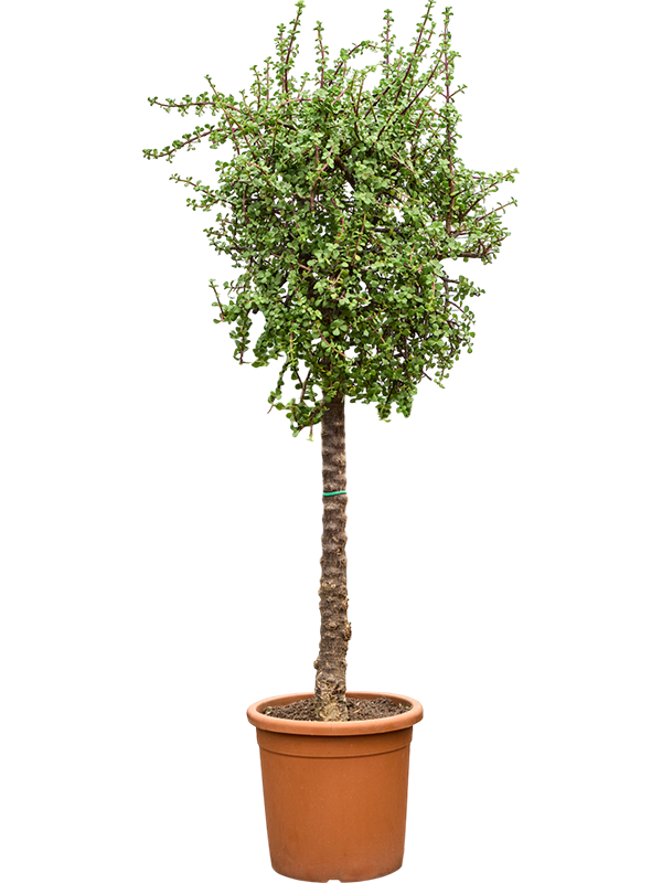 Портулакария африканская (портулакария афра) 40/200 (Nieuwkoop Europe) 39990 - фото 100630