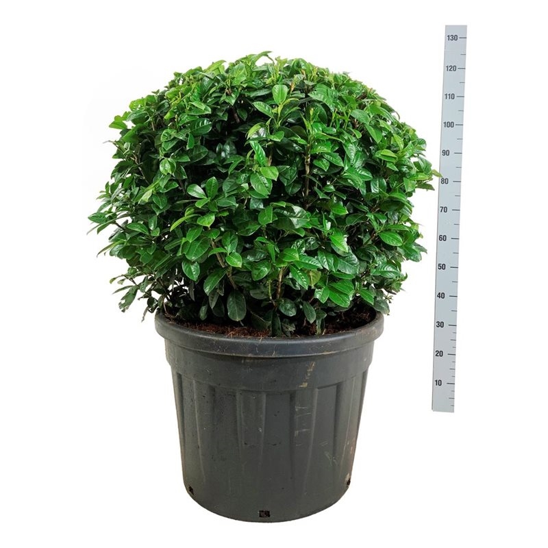 Лавровишня лекарственная 60/90 (Nieuwkoop Europe) 39993 - фото 100633