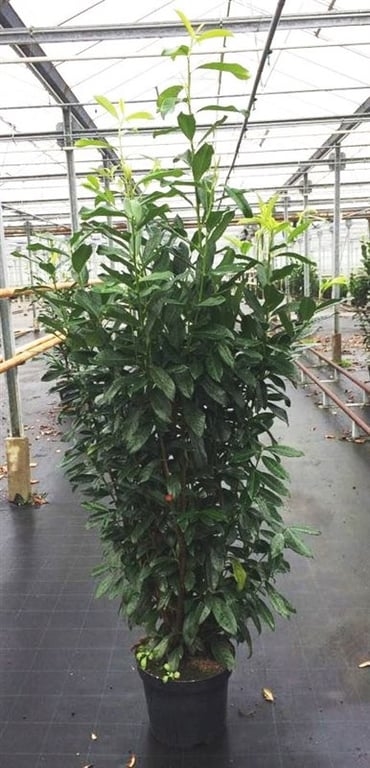 Лавровишня лекарственная "Caucasica" 32/220 (Nieuwkoop Europe) 39994 - фото 100634