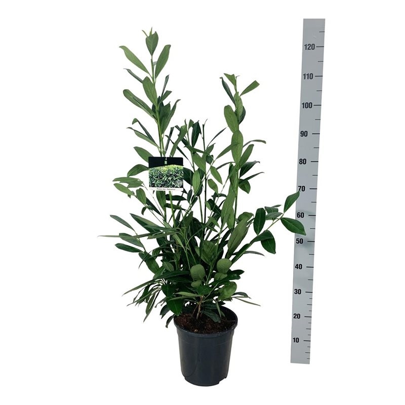 Лавровишня лекарственная "Caucasica" 24/110 (Nieuwkoop Europe) 39995 - фото 100635