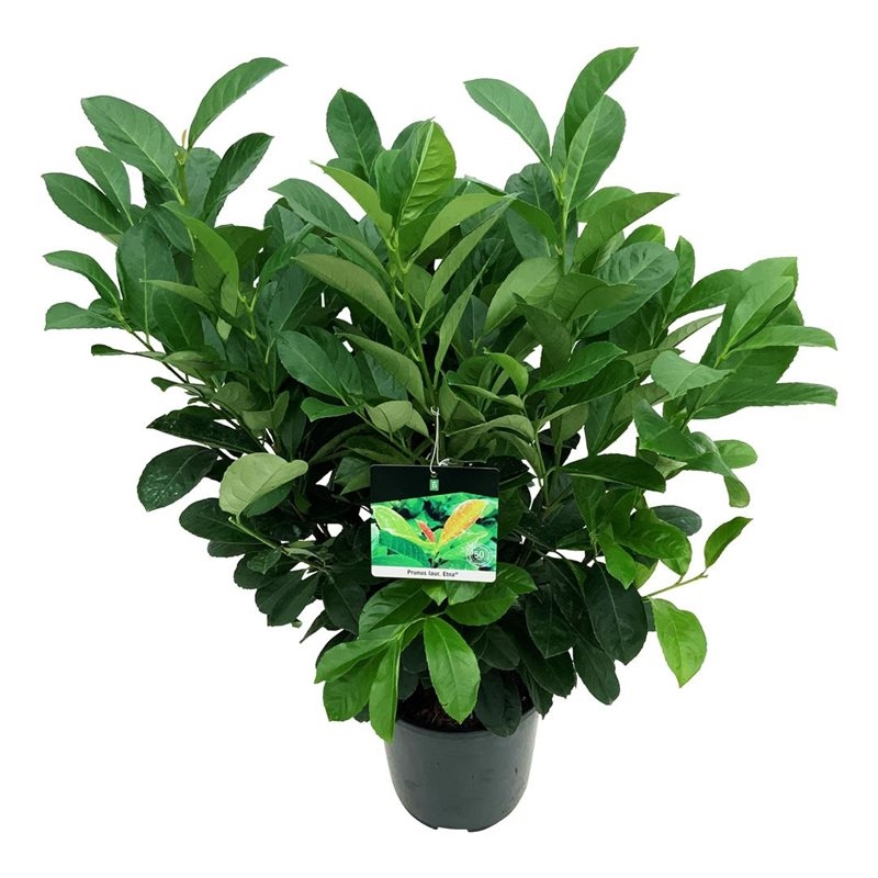 Лавровишня лекарственная "Etna" 24/95 (Nieuwkoop Europe) 39999 - фото 100639