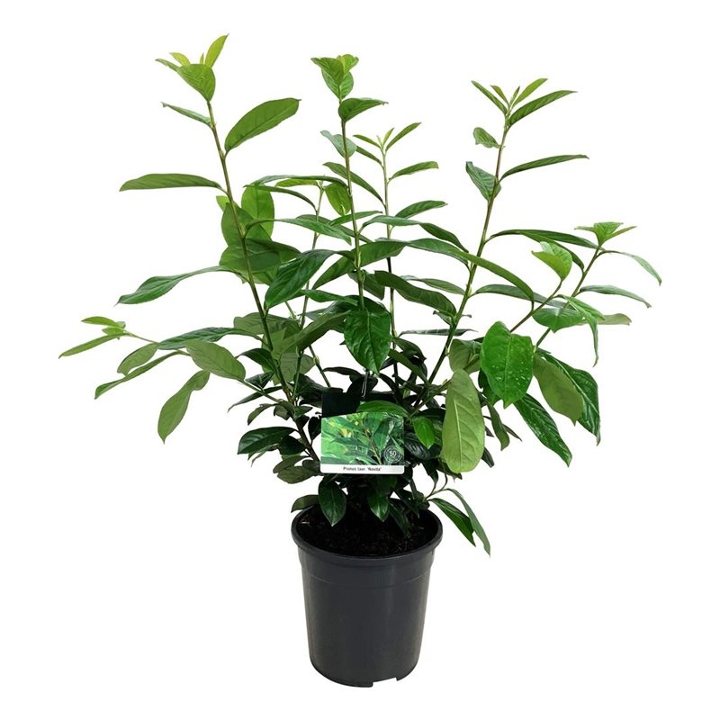 Лавровишня лекарственная "Novita" 24/95 (Nieuwkoop Europe) 40003 - фото 100643