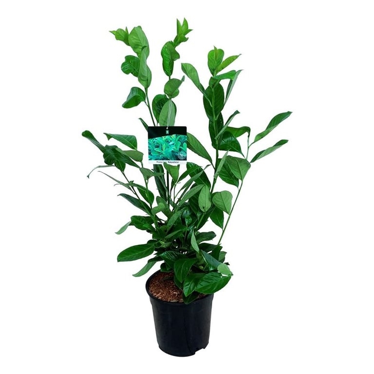 Лавровишня лекарственная "Rotundifolia" 24/95 (Nieuwkoop Europe) 40005 - фото 100645