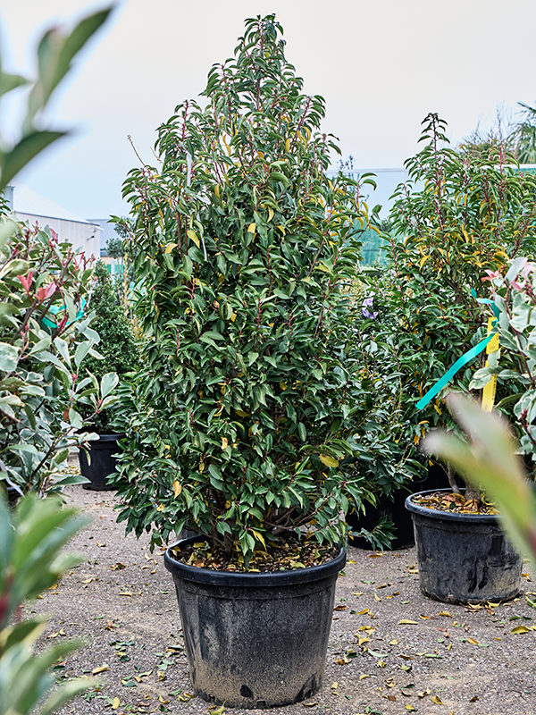 Лавровишня португальская "Angustifolia" 55/210 (Nieuwkoop Europe) 40007 - фото 100647
