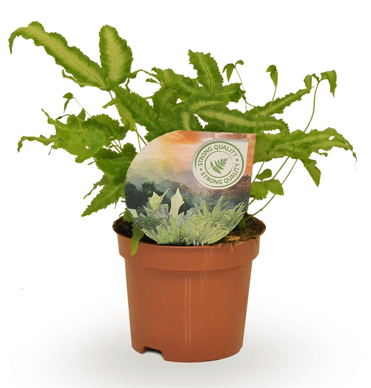 Птерис критский "Albolineata" 9/15 (Nieuwkoop Europe) 40012 - фото 100652