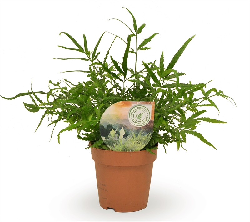 Птерис мечевидный (птерис энзиформис) 12/35 (Nieuwkoop Europe) 40013 - фото 100653