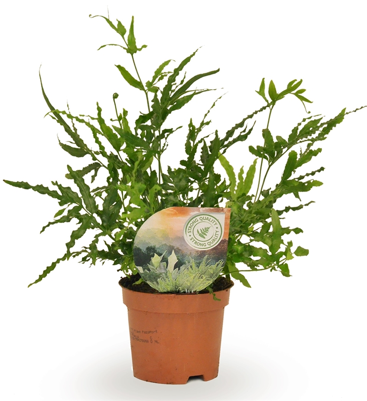 Птерис мечевидный (птерис энзиформис) 9/15 (Nieuwkoop Europe) 40014 - фото 100654