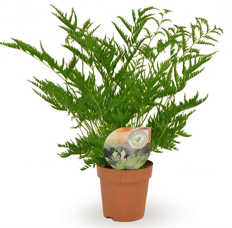 Птерис страминея 12/40 (Nieuwkoop Europe) 40018 - фото 100658