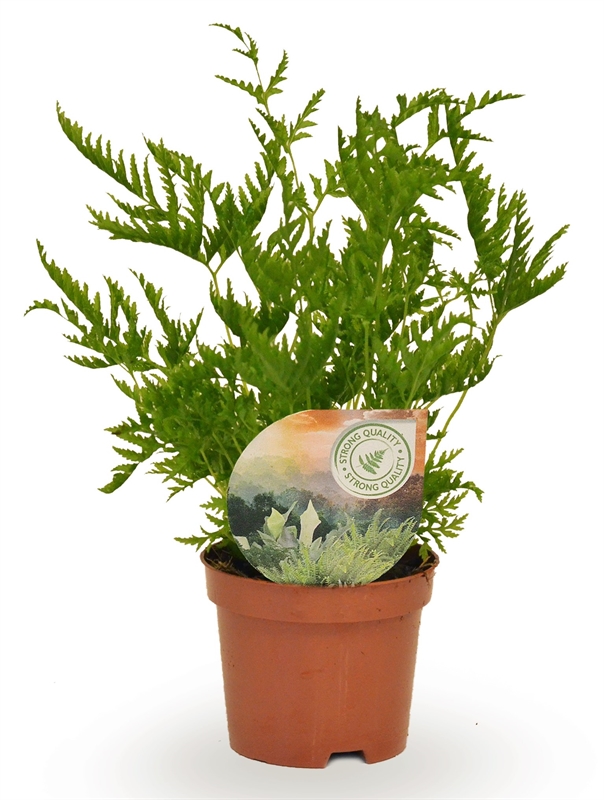 Птерис страминея 9/15 (Nieuwkoop Europe) 40019 - фото 100659