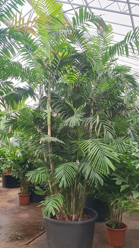 Птихосперма Макартура 96/450 (Nieuwkoop Europe) 40020 - фото 100660