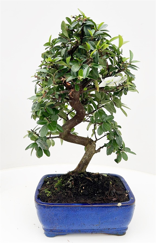 Пираканта узколистная 20/45 бонсай (Nieuwkoop Europe) 40023 - фото 100663