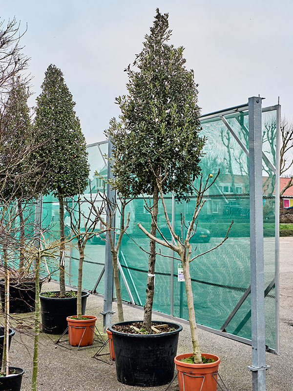 Дуб каменный 80/375 (Nieuwkoop Europe) 40024 - фото 100664