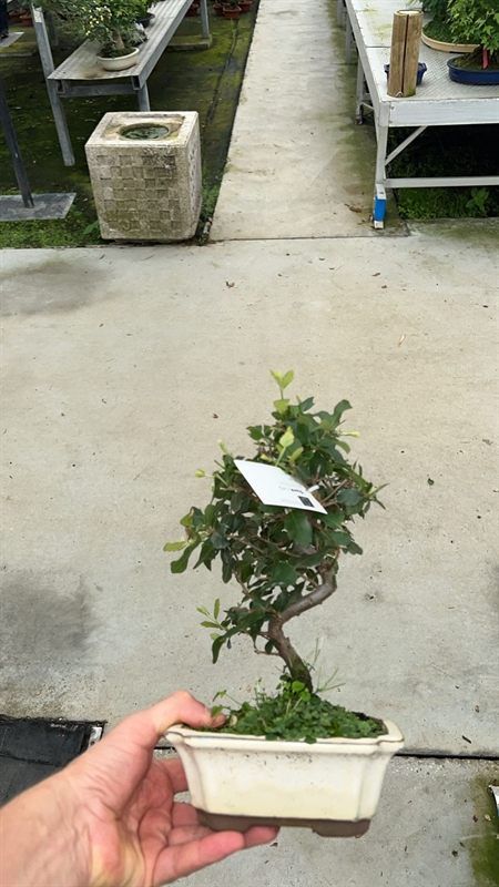 Дуб пробковый 16/30 бонсай (Nieuwkoop Europe) 40026 - фото 100666