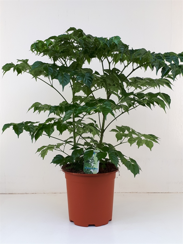 Радермахера китайская 19/60 (Nieuwkoop Europe) 40027 - фото 100667