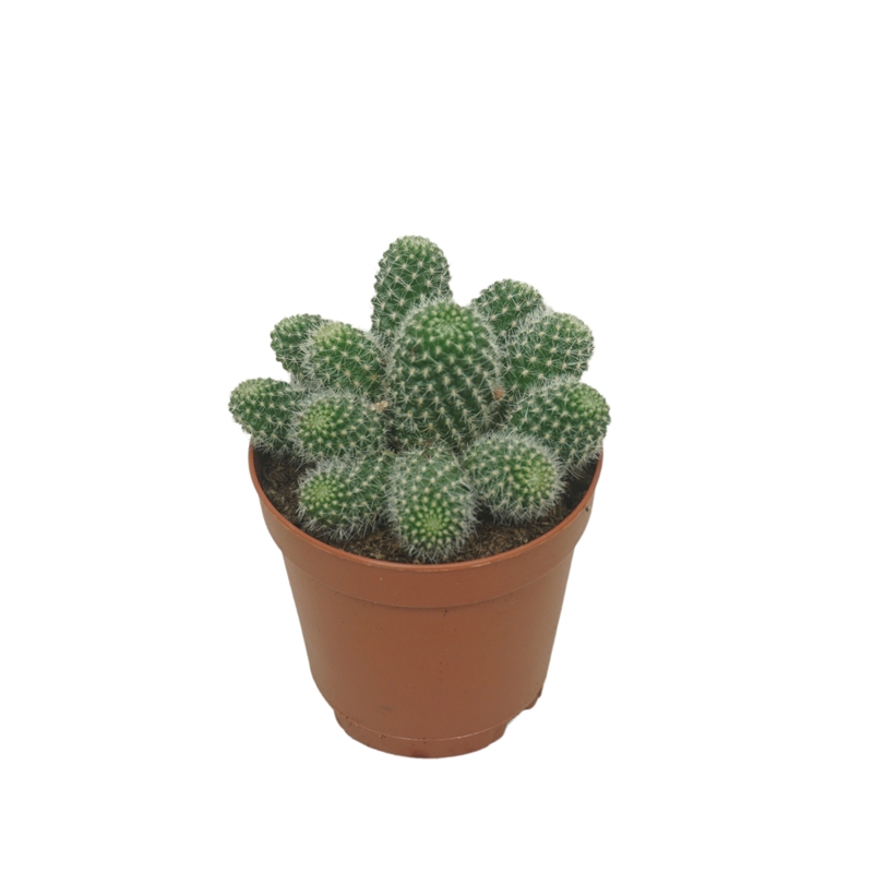 Ребуция мускула 5/8 (Nieuwkoop Europe) 40029 - фото 100669