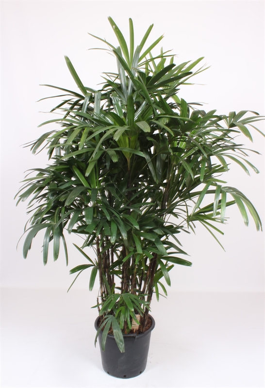 Рапис высокий 40/220 (Nieuwkoop Europe) 40031 - фото 100671