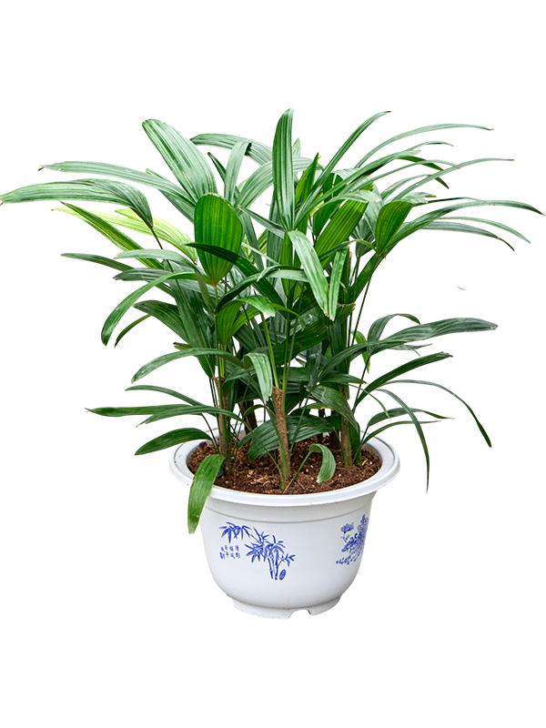 Рапис высокий 25/50 (Nieuwkoop Europe) 40032 - фото 100672