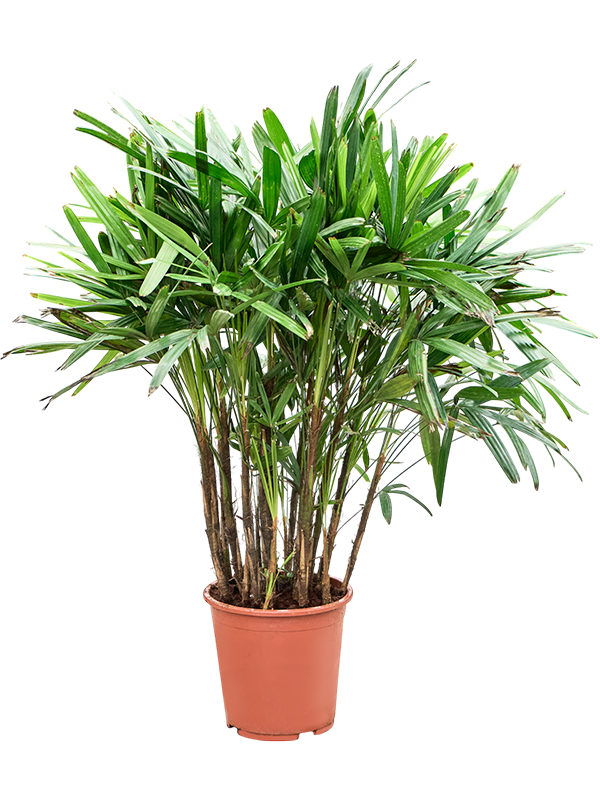 Рапис высокий 27/110 (Nieuwkoop Europe) 40033 - фото 100673