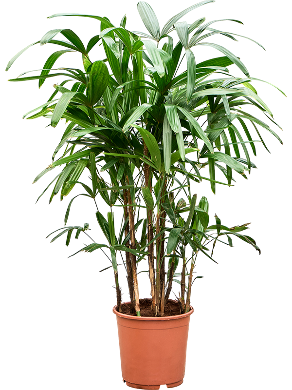 Рапис высокий 23/110 (Nieuwkoop Europe) 40034 - фото 100674