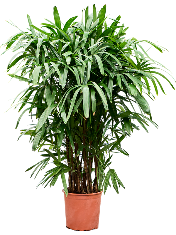 Рапис высокий 28/140 (Nieuwkoop Europe) 40035 - фото 100675