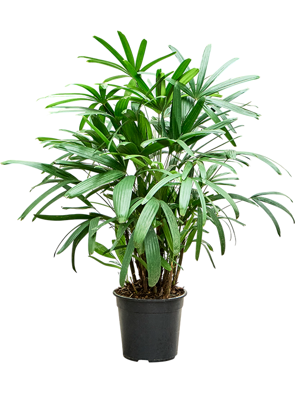 Рапис высокий 27/100 (Nieuwkoop Europe) 40036 - фото 100676