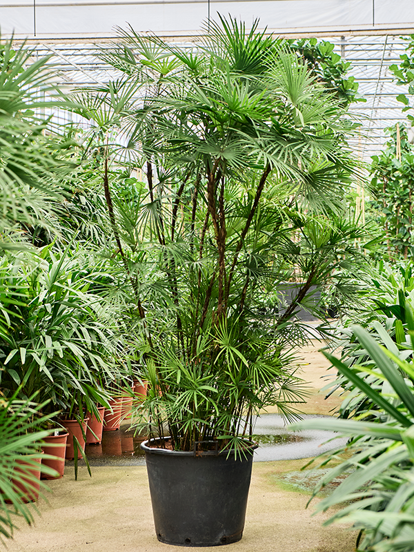 Рапис многорассеченный 55/250 (Nieuwkoop Europe) 40038 - фото 100678