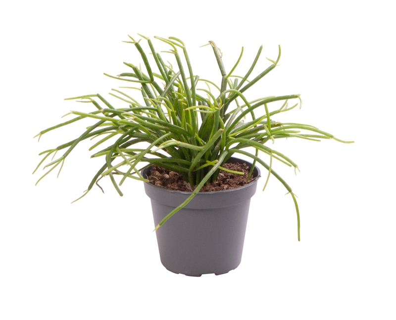 Рипсалис ягодоносный (рипсалис бацифера) "Cassutha" 6/12 (Nieuwkoop Europe) 40041 - фото 100681