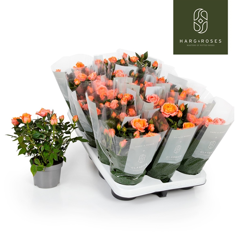 Роза Кордана "Aloha" розовая 10/27 (Nieuwkoop Europe) 40046 - фото 100686