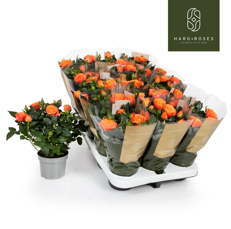 Роза Кордана "Bengali" Гранде 10/27 (Nieuwkoop Europe) 40050 - фото 100690