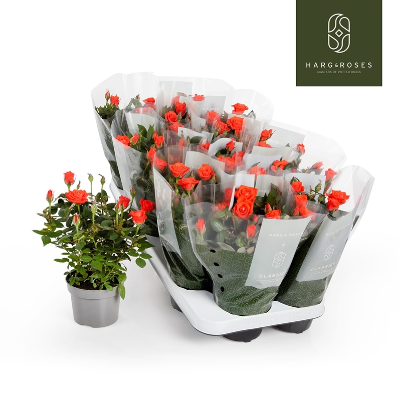 Роза Кордана "Calibra" оранжевая 10/27 (Nieuwkoop Europe) 40052 - фото 100692