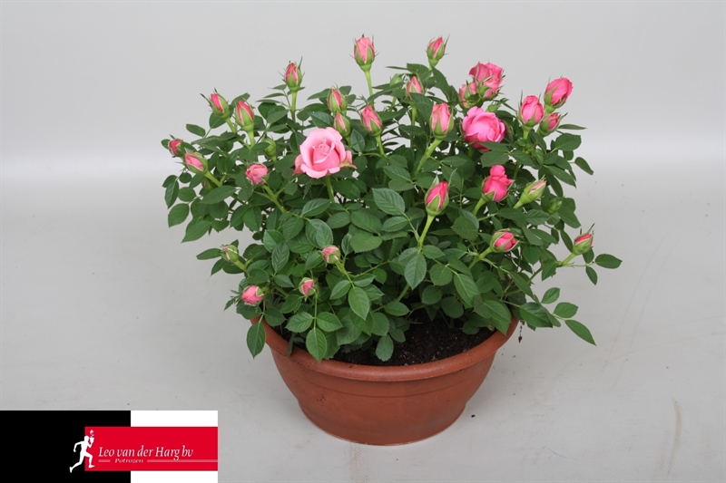 Роза Кордана "Flirt" розовая 21/30 (Nieuwkoop Europe) 40057 - фото 100697