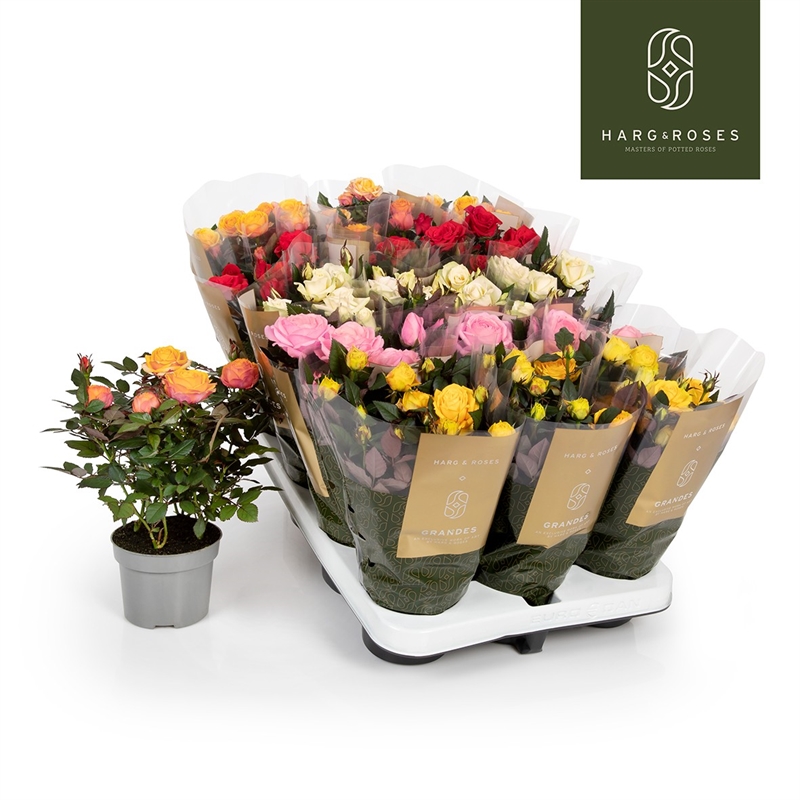 Роза Кордана Гранде микс 10/27 (Nieuwkoop Europe) 40058 - фото 100698