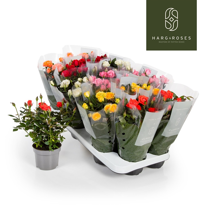 Роза Кордана микс 10/26 (Nieuwkoop Europe) 40059 - фото 100699