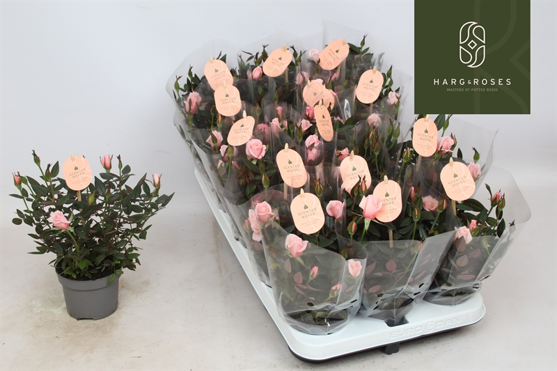 Роза "RosAroma" розовая 10/27 (Nieuwkoop Europe) 40065 - фото 100705