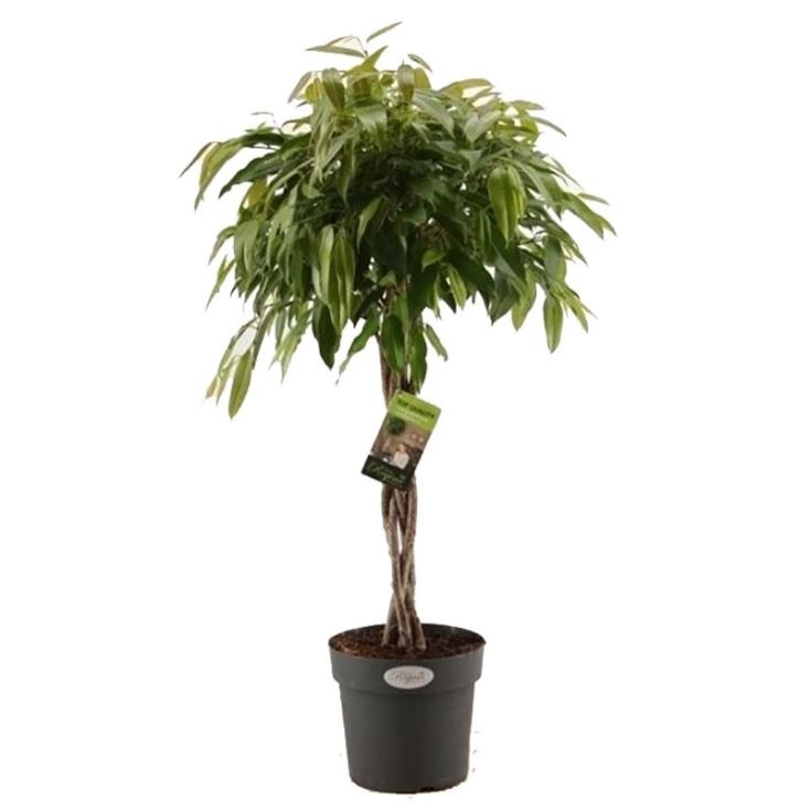 Фикус Амстель Кинг твист 35/160 (GL) 40069 - фото 100709