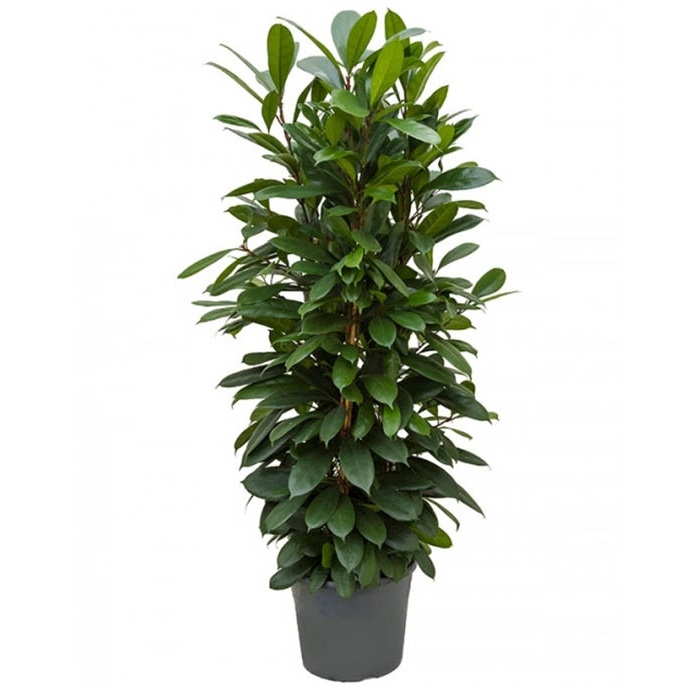 Фикус Циатистипула 3 ствола 35/140 (GL) 40071 - фото 100711