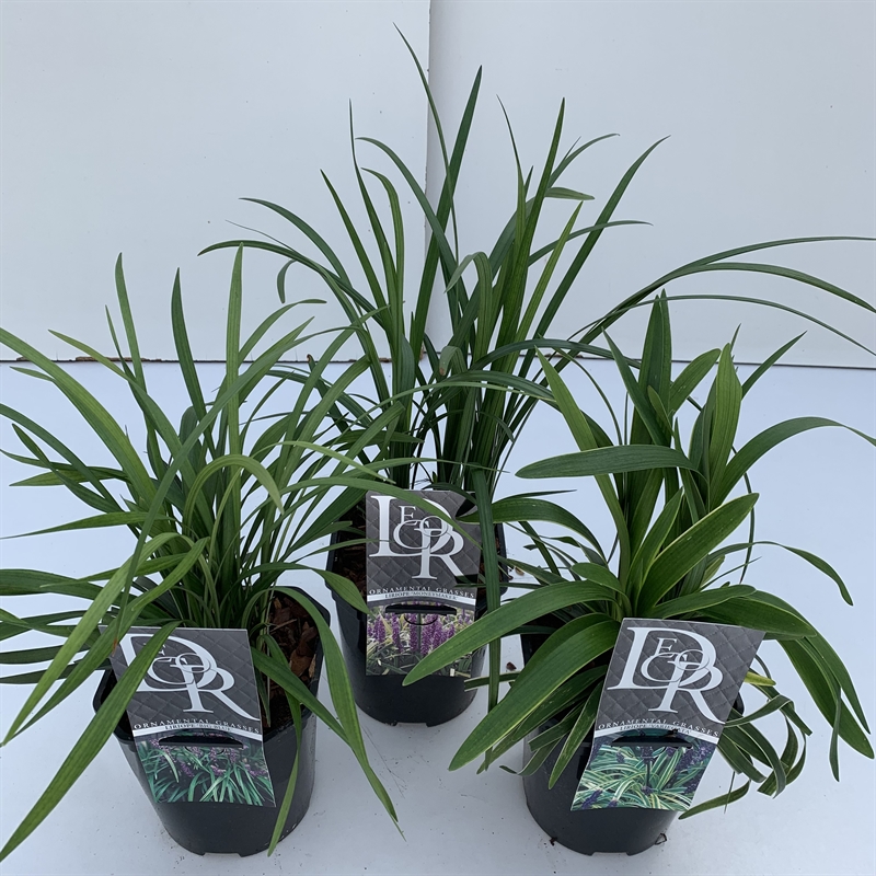 Лириопе мускари микс 17/25 (Nieuwkoop Europe) 40072 - фото 100712