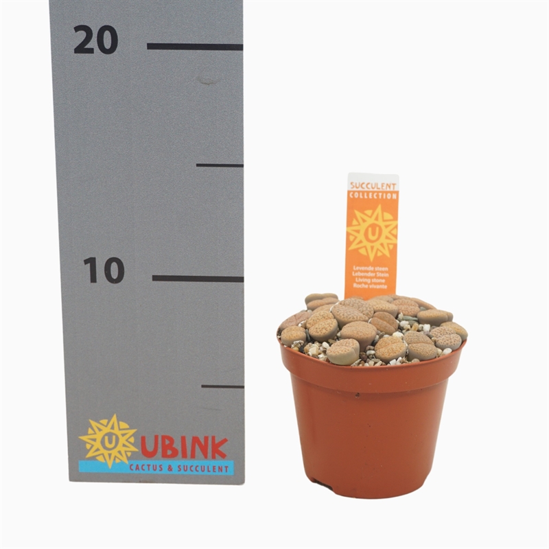 Литопсы ("живые камни") 8/12 (Nieuwkoop Europe) 40078 - фото 100718