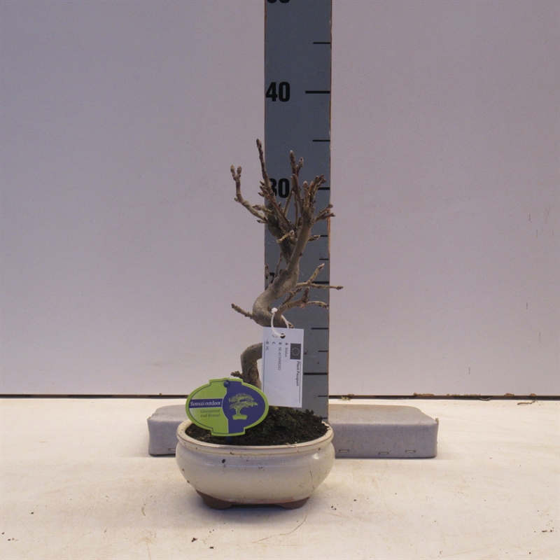 Яблоня домашняя 16/30 бонсай (Nieuwkoop Europe) 40084 - фото 100724