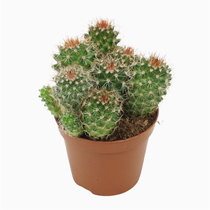 Маммиллярия Бакеберга 8/12 (Nieuwkoop Europe) 40085 - фото 100725