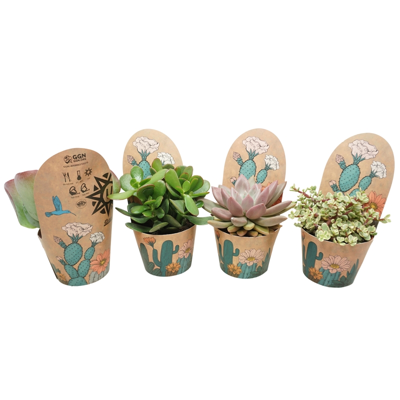 Суккуленты микс 10/15 (Nieuwkoop Europe) 40092 - фото 100732