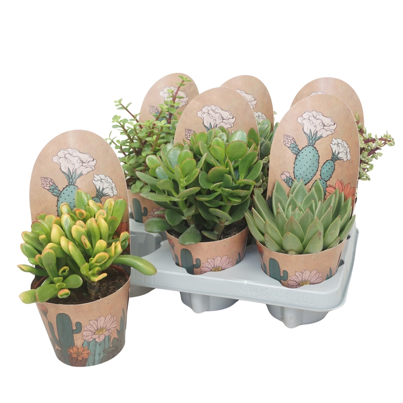 Суккуленты микс 12/15 (Nieuwkoop Europe) 40094 - фото 100734